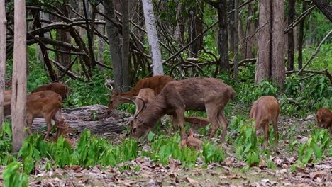 El-Ciervo-Del-Campo-Es-Una-Especie-En-Peligro-De-Extinción-Debido-A-La-Pérdida-De-Hábitat-Y-La-Caza