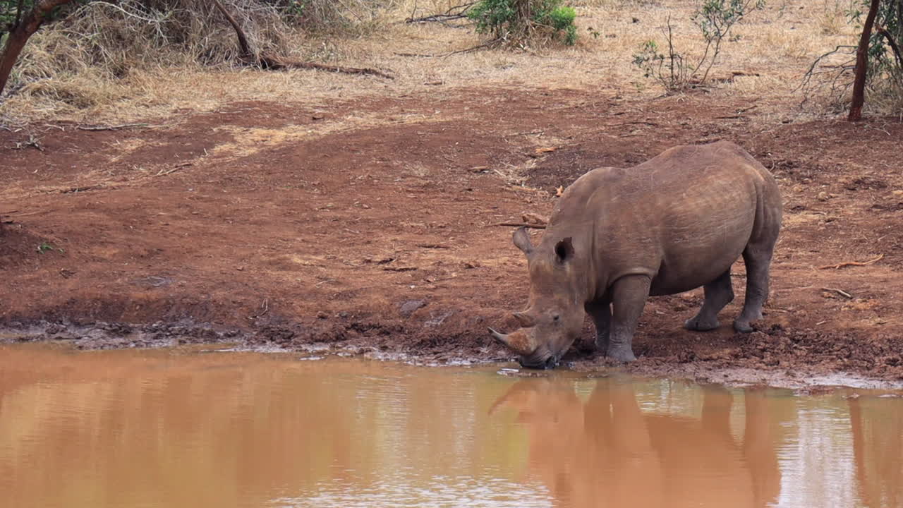 rinoceronte blanco africano con cuernos llenos bebe de un estanque fangoso, thanda