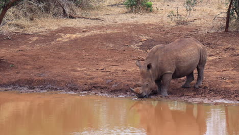 african white rhino with full horns drinks from muddy pond, thanda