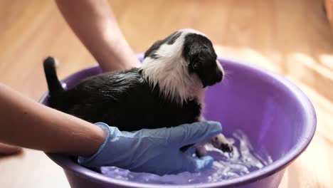 frightened little dog takes a bath. grooming salon. cleaning animals from fleas and ticks. pets