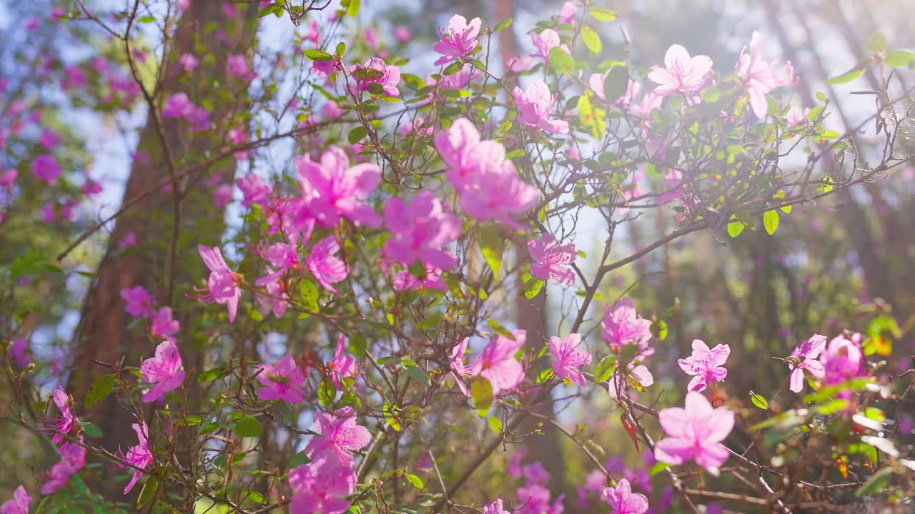 Levande rosa blommor blommar i mjukt solljus som silar genom gröna blad. Solstrålar glittrar försiktigt runt blommorna och skapar ett varmt, drömskt ljus. Buskar är frodiga. Scenen känns fridfull och fräsch.