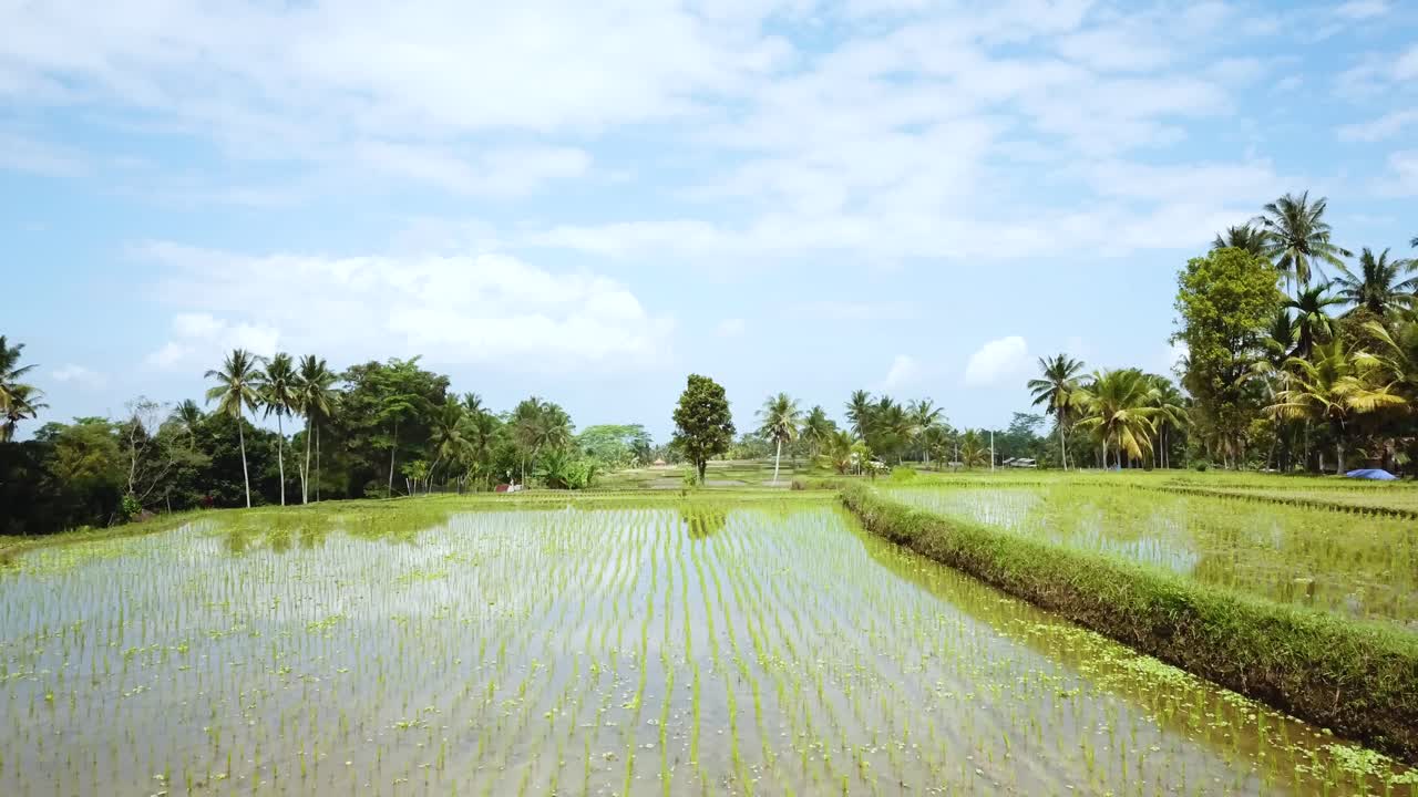 Drohnenaufnahme, die rückwärts durch eine Ferienvilla über Reisfeldern auf Bali, Indonesien, fliegt