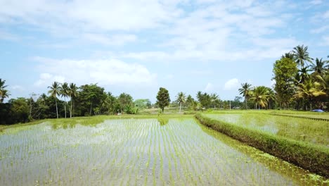 Disparo-De-Un-Dron-Volando-Hacia-Atrás-A-Través-De-Una-Villa-De-Vacaciones-Sobre-Unos-Arrozales-En-Bali,-Indonesia