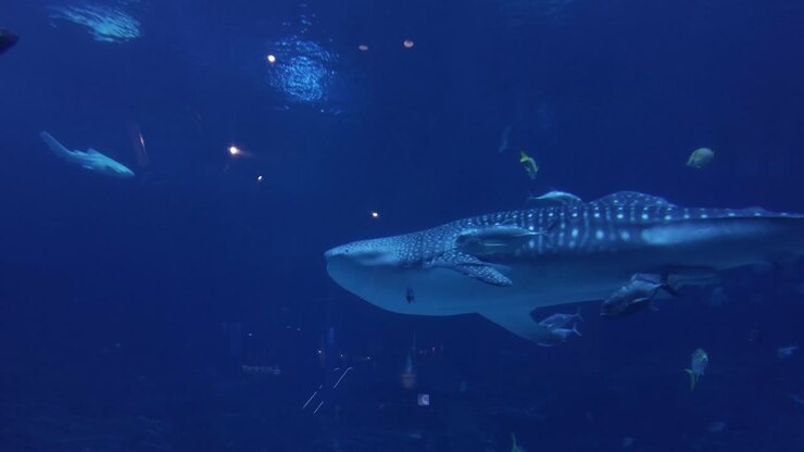 A whale shark swims in an aquarium with other fishes