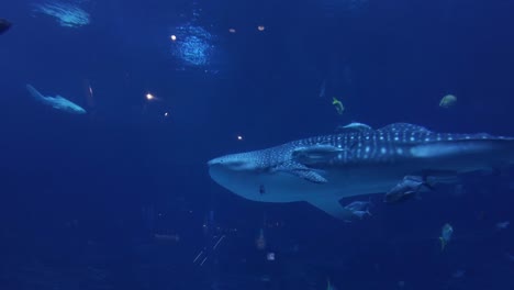 a whale shark swims in an aquarium with other fishes