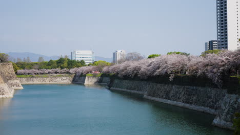 slow motion panning shot of a small pond with cherry blossoms in full bloom in osaka