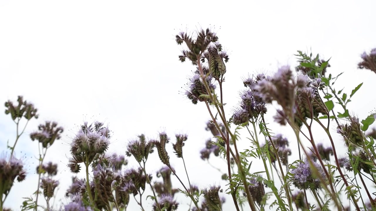 Lilla honningurtblomster blomstrer over et grønt jordbruksfelt, og skaper et fargerikt naturlig habitat for pollinatorer om sommeren.