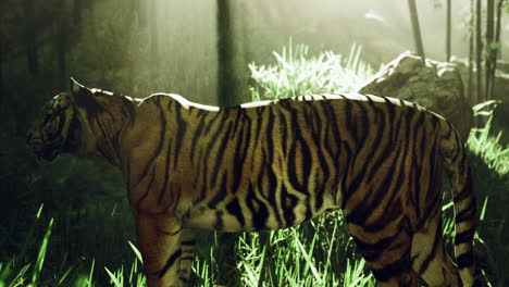 majestic tiger walking through a sunlit forest during the morning hours