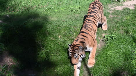 a tiger is walking on grass in a zoo, predator