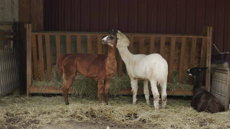 a few cute alpacas in the courtyard by the barn