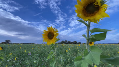 Weitwinkel-Nahaufnahme-Von-Sonnenblumen,-Die-Sich-Bei-Starkem-Wind-Bewegen