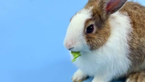 conejo en el fondo de la pantalla azul. animal espiritual y mascota inteligente para la pascua