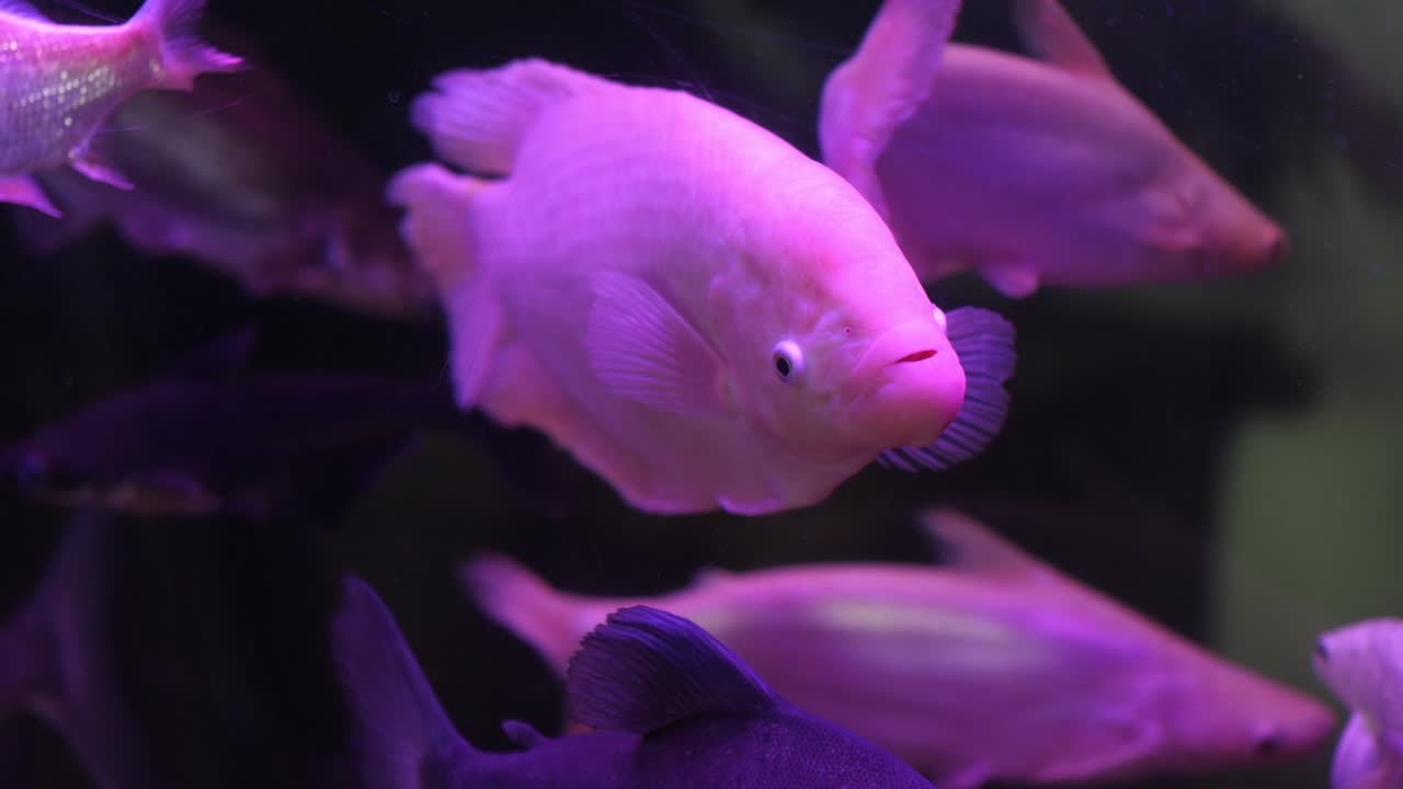 Pesce bianco che nuota in acquario con altri pesci sotto luce viola