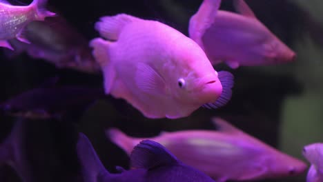 pescado blanco nadando en una pecera con otros peces bajo luz violeta
