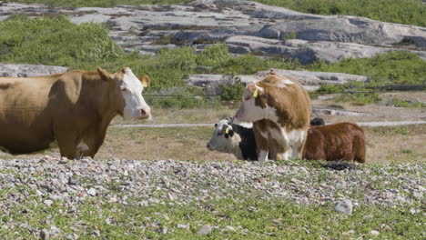 Kühe-Genießen-Den-Sommer-In-Der-Küstenregion,-Mittlere-Aufnahme,-Zeitlupe