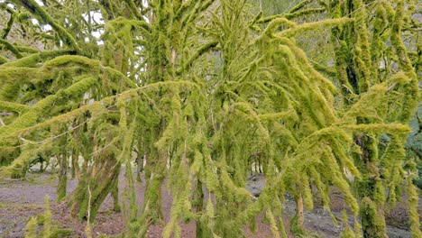 moss-covered forest trees