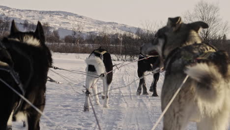 dog sledding pov on dogs in harnesses, slow motion shot