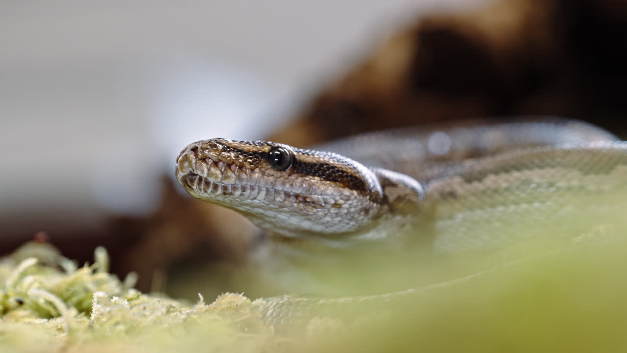 Snake crawling slowly on the ground, close-up view of its scales and head