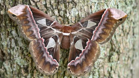 -Giant-Moth,-wings-with-colorful-patterns