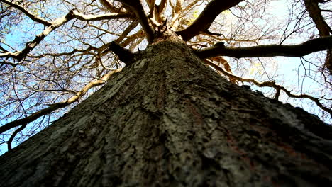 upwards abstract view of old gnarly tree branches against blue sky, ancient