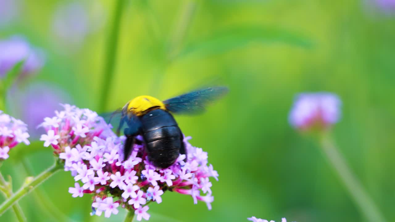 abejorro interactuando con las flores en el parque rama 9