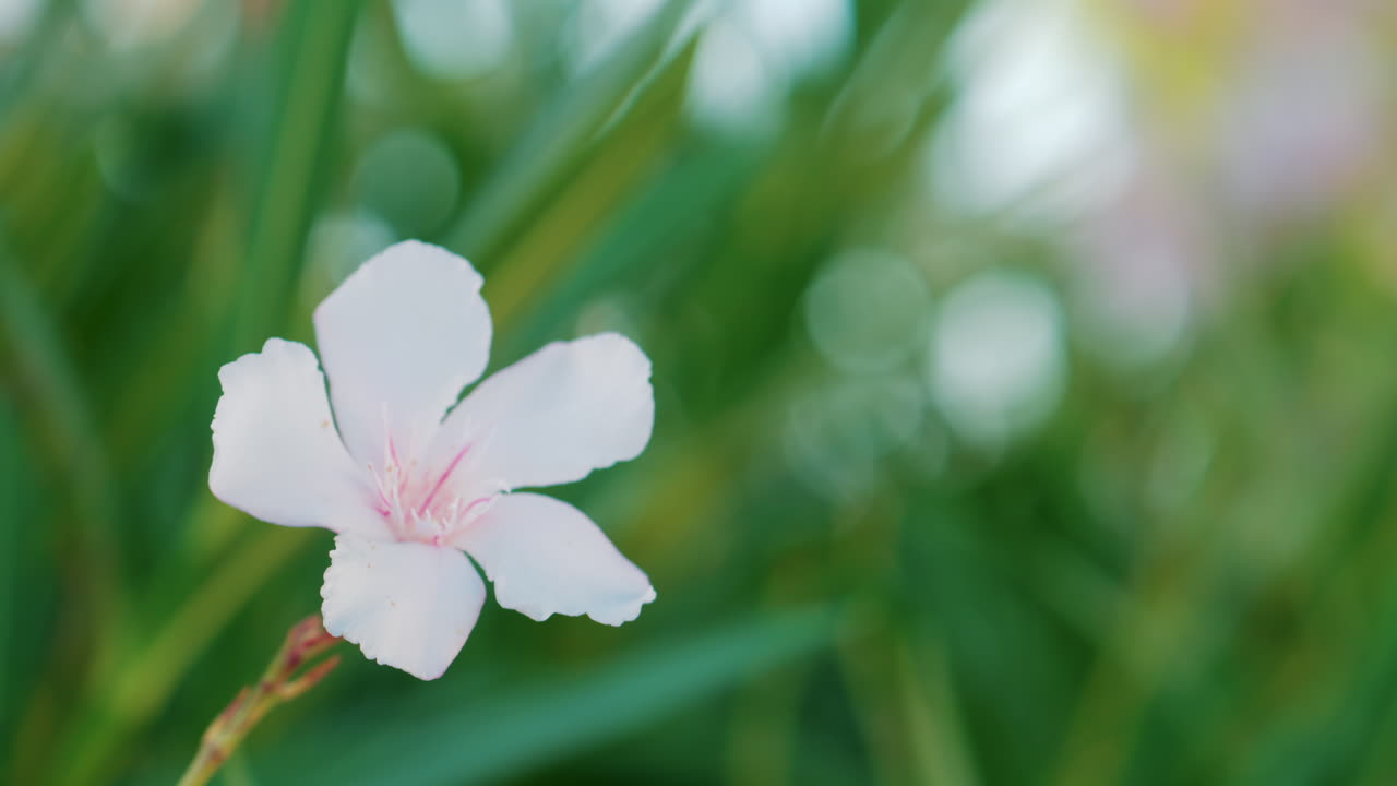 Close up of a delicate white flower with pink details gently swaying in the breeze against a lush green background