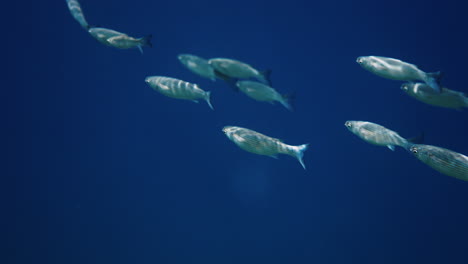 school of fish in deep blue