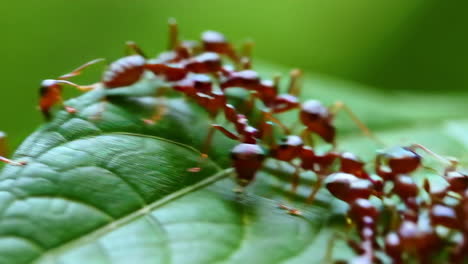 a close-up view of a group of ants on a green leaf