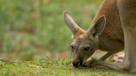 isolated close-up of a red kangaroo feeding on a grass field