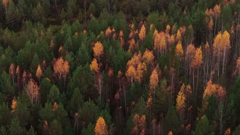 drone gently over dense latvian bog forest with golden, green autumn canopy