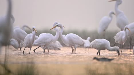flock of birds fishing in wetland in sunrise