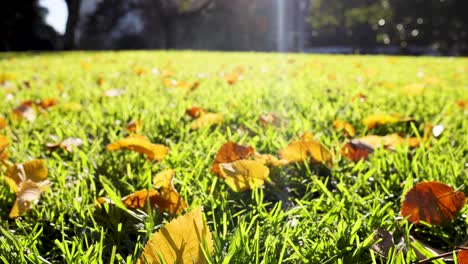 sunlight illuminating a garden with fallen leaves