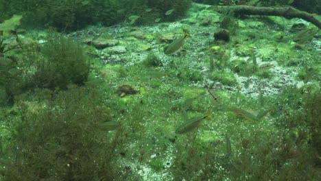 Süßwasserfische-Und-Pflanzen-In-Der-Cenote-Yucatan,-Mexiko