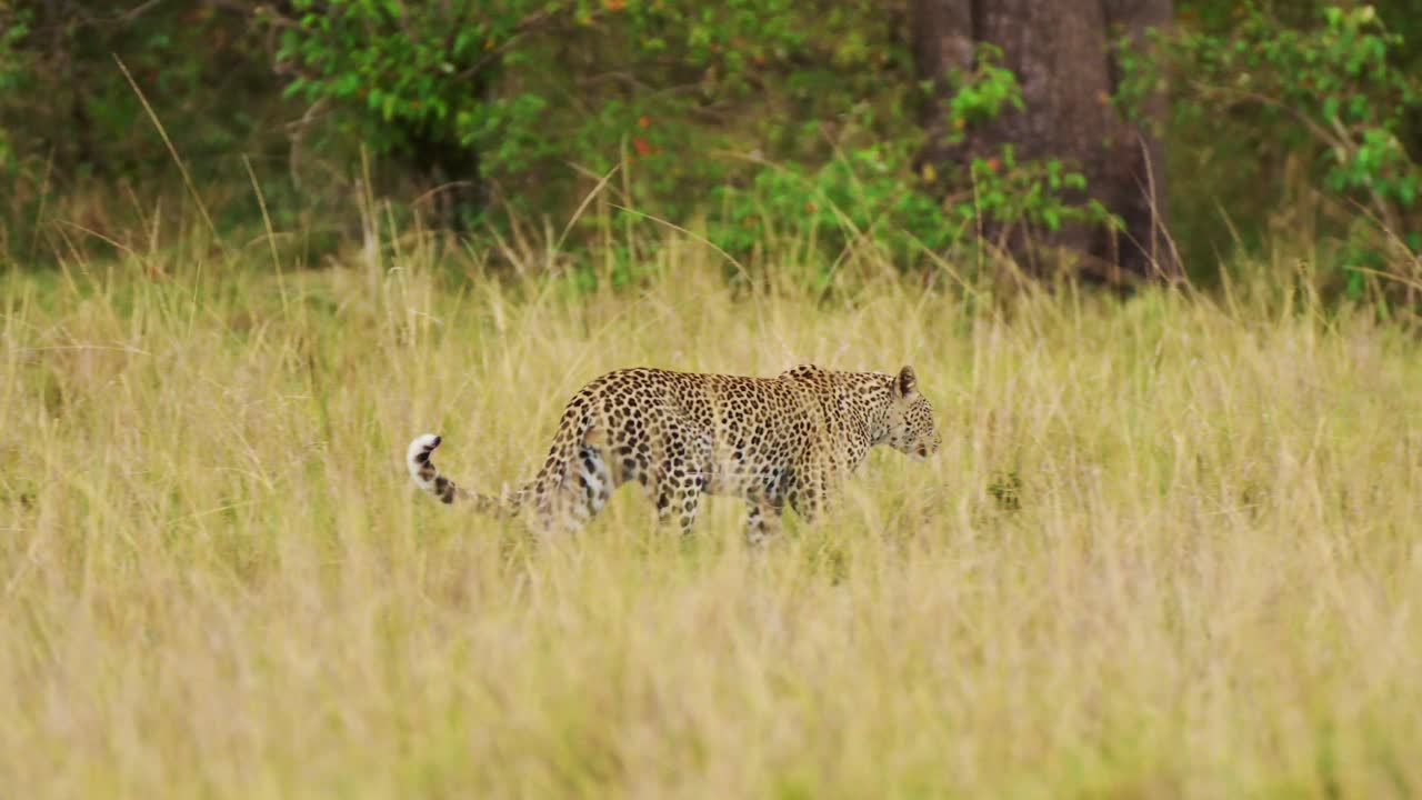 Slow Motion Shot of African Wildlife leopard prowling and walking in Maasai Mara National Reserve grasslands camouflaging camouflage, Kenya, Africa Safari Animals in Masai Mara North Conservancy