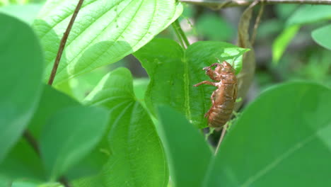 the nymph shell of a brood x cicada clings to a leaf