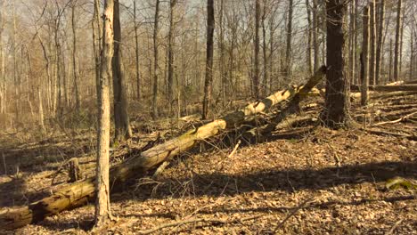 Tree fallen down in the woods