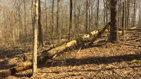 tree fallen down in the woods