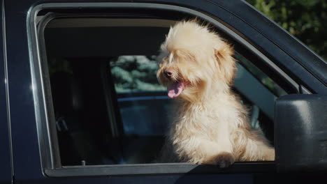 Dog-Waits-For-Owner-In-Car