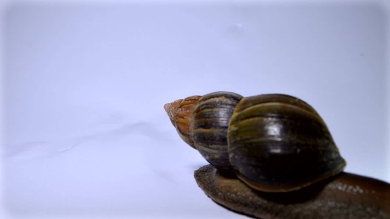 caracol sobre un fondo blanco