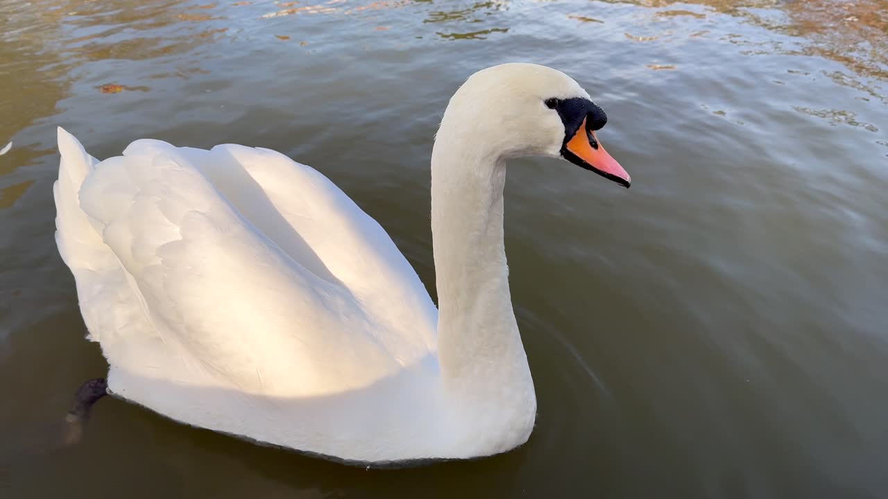 cisne blanco en un estanque