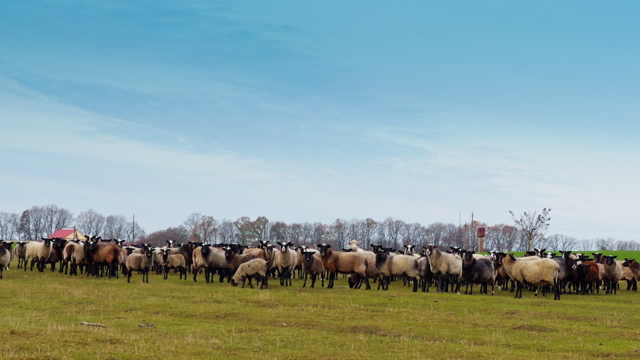 Flock of sheep stand and look at camera and some of the animals come up. Leafless trees are at backdrop.