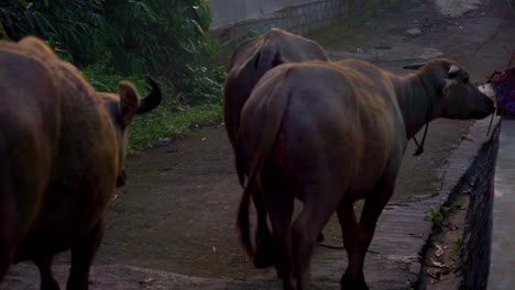 Buffaloes-walk-on-the-road-of-village-to-go-to-rice-field-in-the-morning---Rural-scene-of-Indonesia