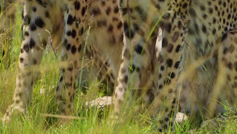 Toma-Cercana-De-Patas-De-Guepardo-En-La-Reserva-Nacional-De-Masai-Mara-Que-Muestra-Hermosas-Marcas-Y-Manchas,-Vida-Silvestre-Africana-En-Kenia,-Animales-De-Safari-Africanos-En-La-Conservación-Del-Norte-De-Masai-Mara