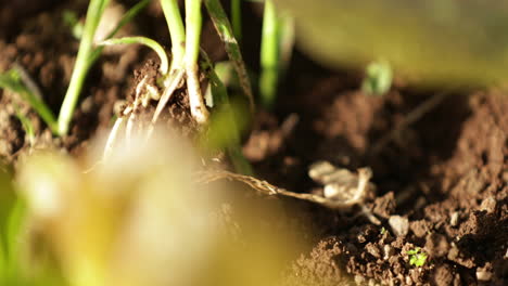 Farmer-Picking-Fresh-Herbs-In-A-Field-During-Sunny-Day