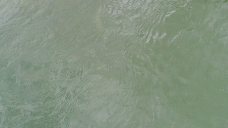 river dolphins  in amazonian river