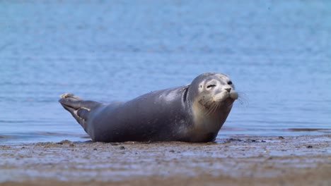 vista frontal de una sola foca común que se extiende en la costa, estática, día