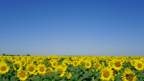 big field of sunflowers. background with agricultural crops for title