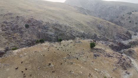 a herd atop the mountain