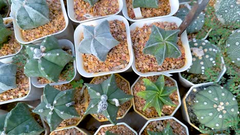 varios cactus en ollas en un invernadero