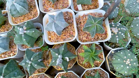 various cacti in pots at a greenhouse